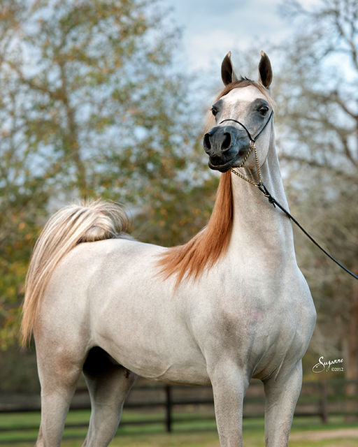 SHAQAB